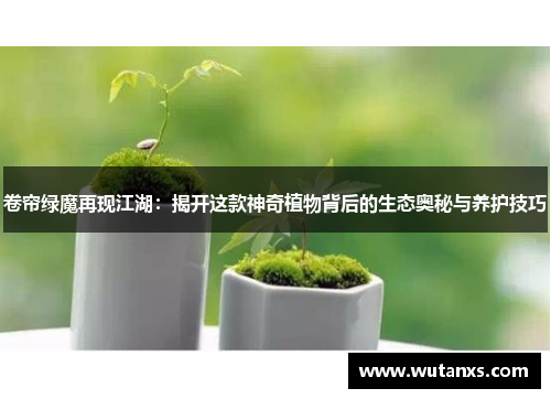 卷帘绿魔再现江湖：揭开这款神奇植物背后的生态奥秘与养护技巧